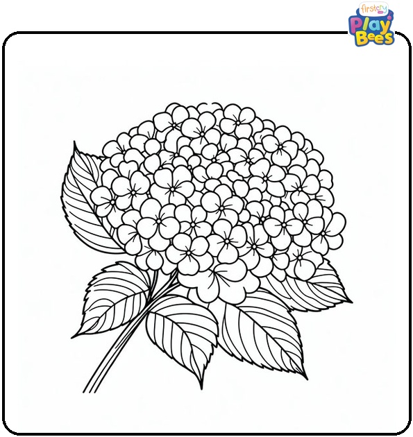 Hydrangea Flower Coloring Page