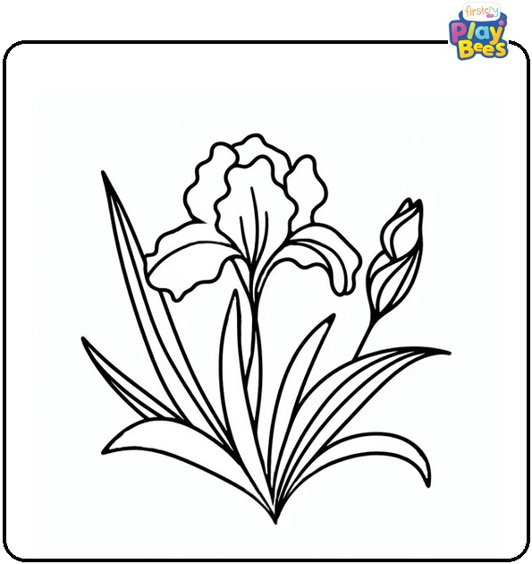Iris Flower Coloring Page