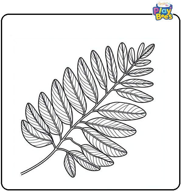 Acacia Leaf Coloring Page Acacia Leaf Coloring Page