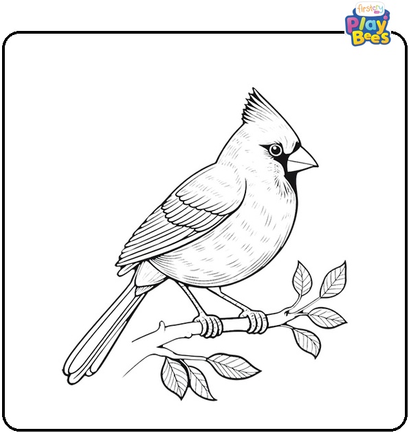 Cardinal Bird Coloring Page