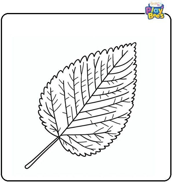 Elm Leaf Coloring Page Elm Leaf Coloring Page