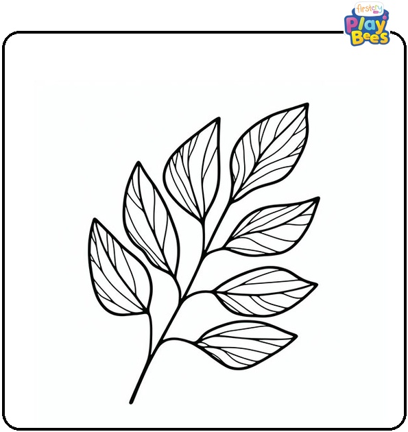 Eucalyptus Leaf Coloring Page Eucalyptus Leaf Coloring Page