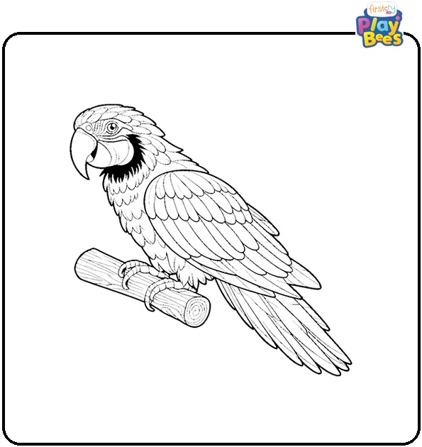 Macaw Bird Coloring Page