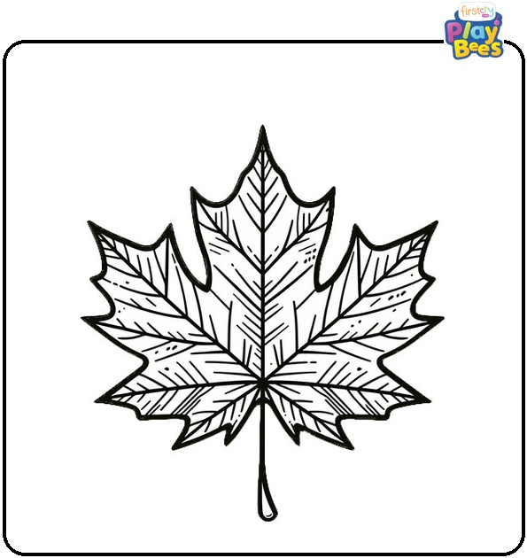 Maple Leaf Coloring Page Maple Leaf Coloring Page