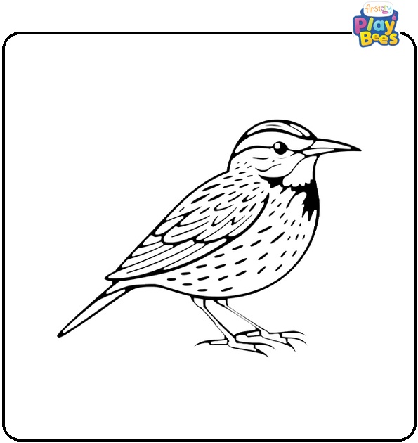 Meadowlark Bird Coloring Page