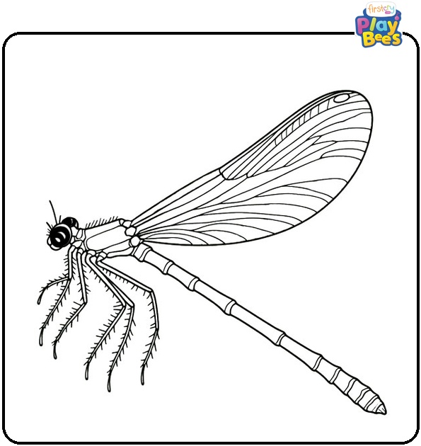 Damselfly Coloring Page Damselfly Coloring Page