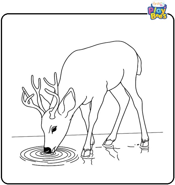 Deer Drinking Water Coloring Page