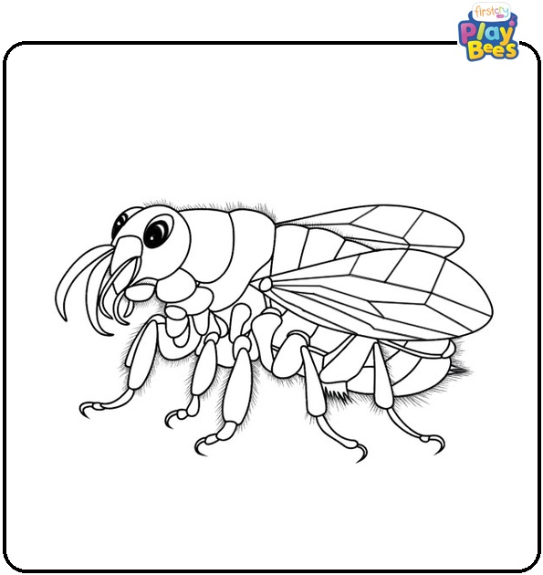 Flea Coloring Page Flea Coloring Page