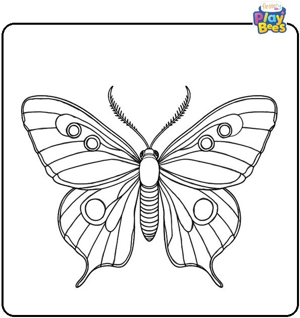 Lepidoptera Coloring Page Lepidoptera Coloring Page