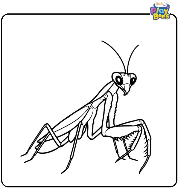 Praying Mantis Coloring Page Praying Mantis Coloring Page