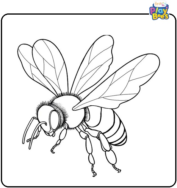 Realistic Bee Coloring Page