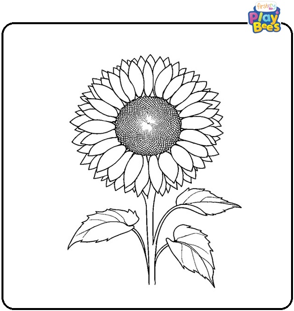 Realistic Sunflower Coloring Page