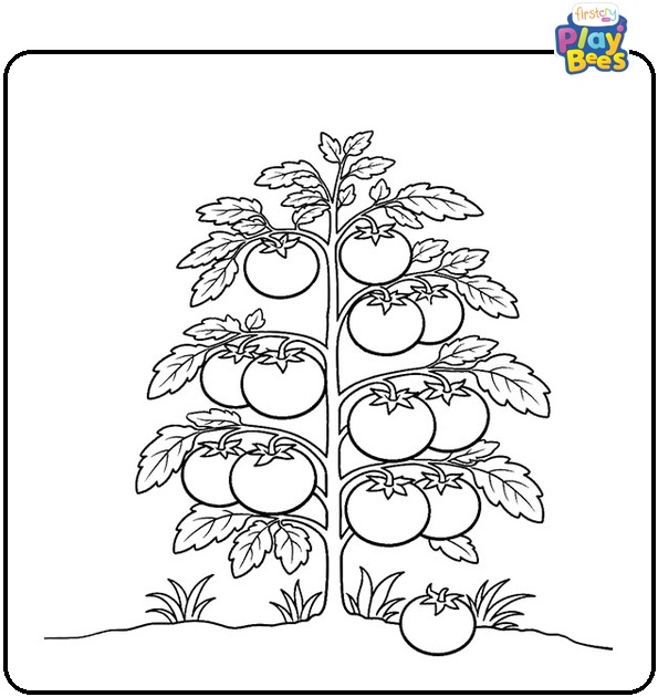 Tomato Plant Coloring Page