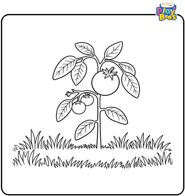 Tomatoes in the Garden Coloring Page