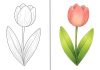 Tulip Coloring Pages – Free Printable Worksheets & Pictures Tulip Coloring Pages – Free Printable Sheets & Pictures