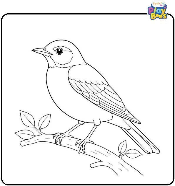 American Robin Coloring Page