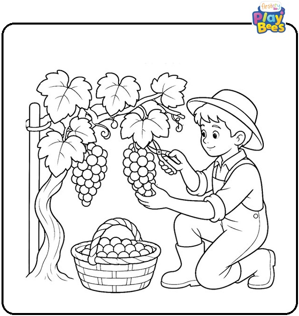 Grape Harvest Coloring Page Grape Harvest Coloring Page