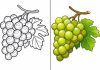 Grapes Coloring Pages – Free Printable Worksheets & Pictures Grapes Coloring Pages – Free Printable Worksheets & Pictures