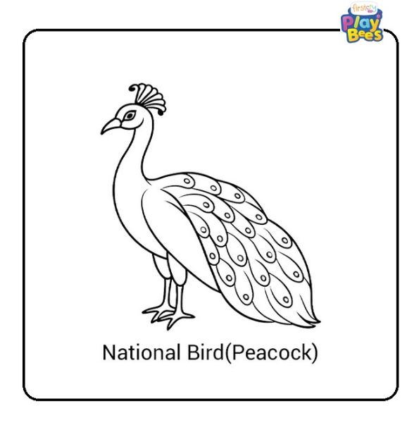 National Bird (Peacock) of India Colouring Page