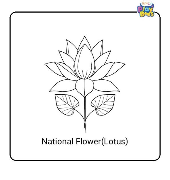 National Flower (Lotus) of India Colouring Page National Flower (Lotus) of India Colouring Page
