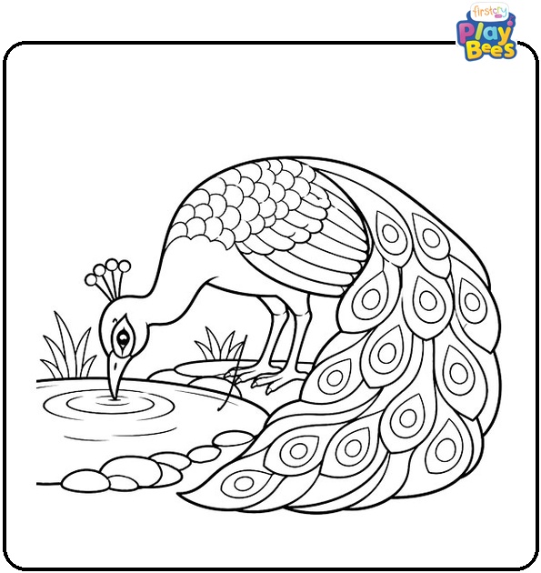 Peacock Drinking Water Coloring Page Peacock Drinking Water Coloring Page