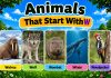 40 Animals That Start With W Animals That Start With W