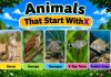 40 Animals That Start With X Animals That Start With X