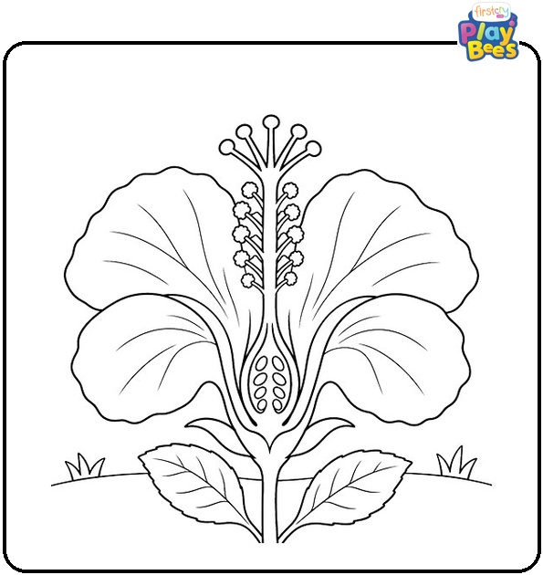 Hibiscus Flower Cross Section Coloring Page Hibiscus Flower Cross Section Coloring Page