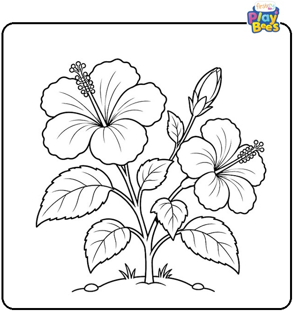 Hibiscus Plant Coloring Page Hibiscus Plant Coloring Page