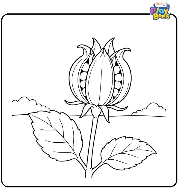 Hibiscus Seedpod Coloring Page Hibiscus Seedpod Coloring Page