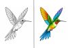 Hummingbird Coloring Pages – Free Printable Worksheets & Pictures Hummingbird Coloring Pages – Free Printable Worksheets & Pictures
