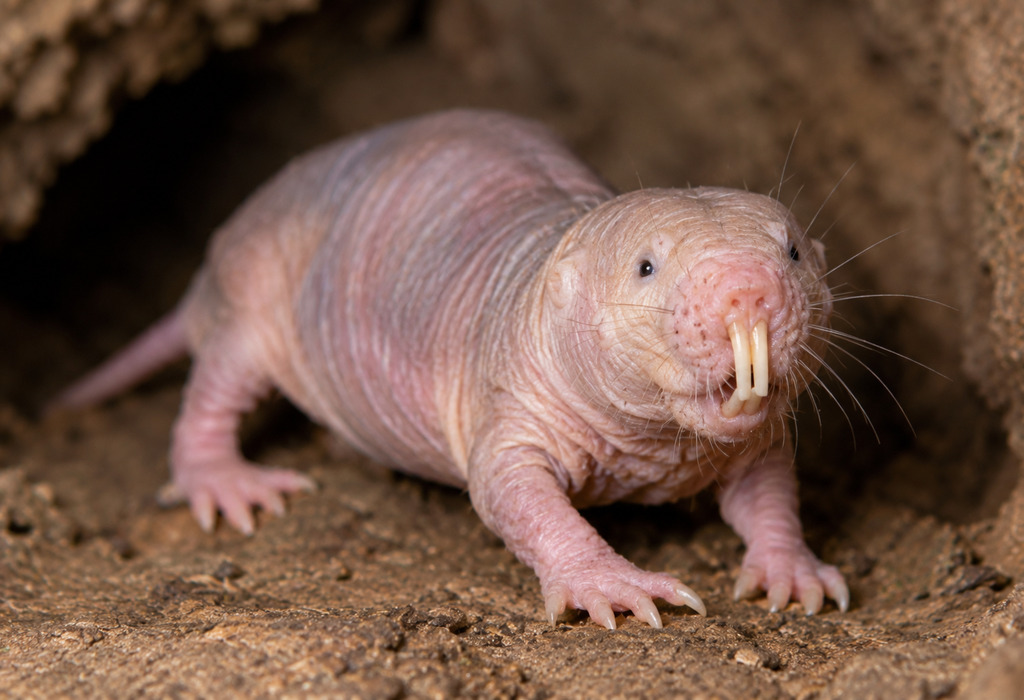 Naked Mole Rat