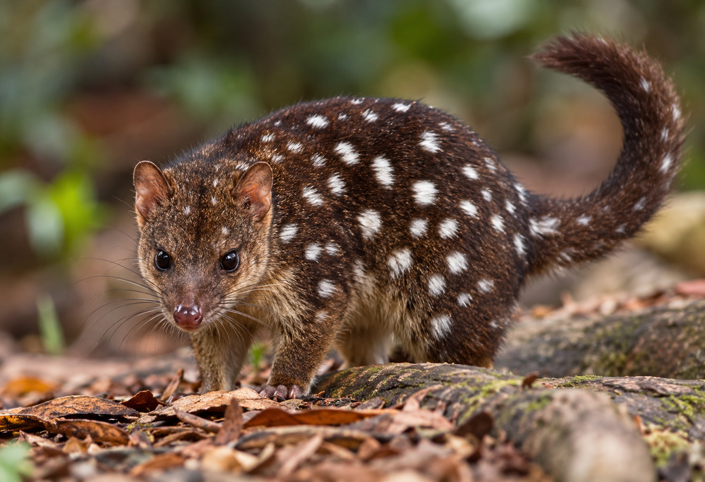New guinea Quoll