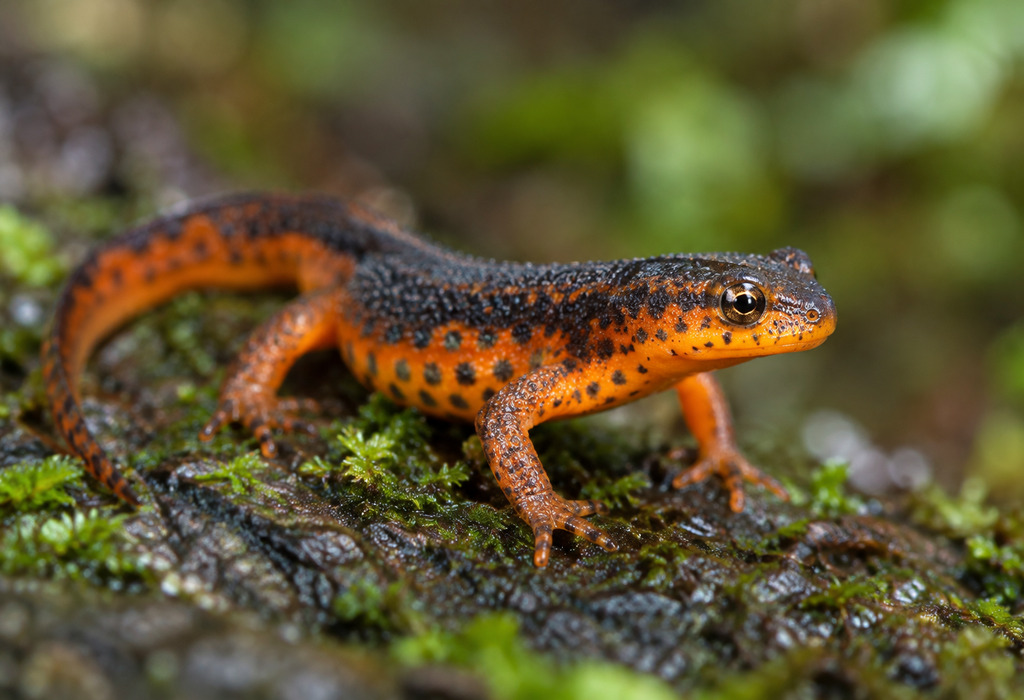 Newt
