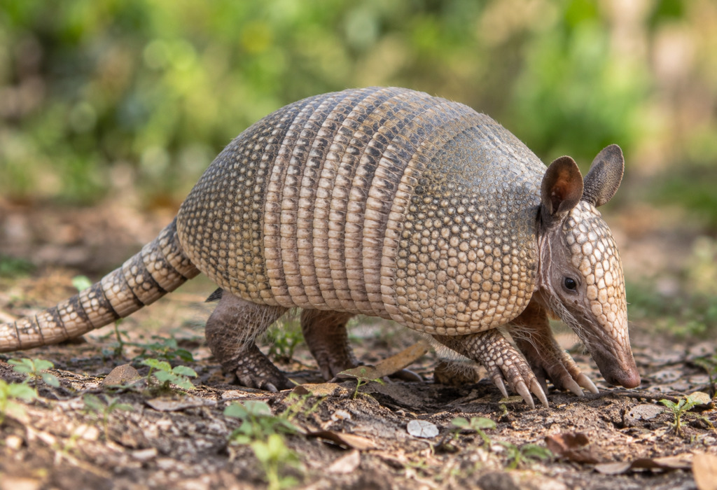 Nine-Banded Armadillo