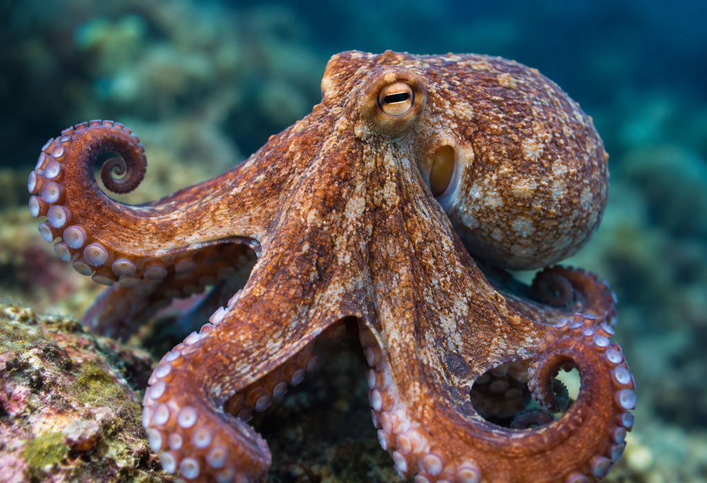 Octopus