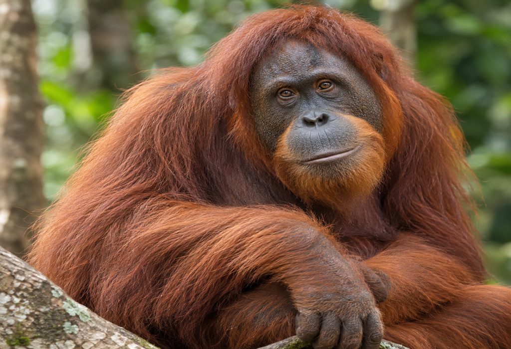 Orangutan