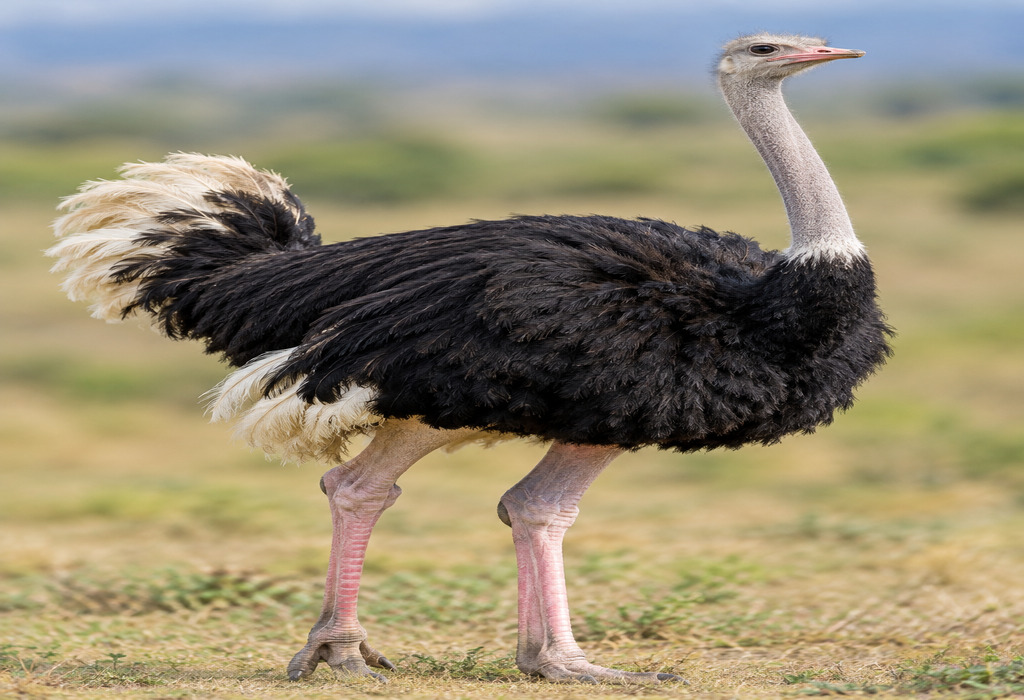 Ostrich