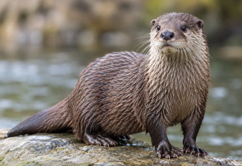Otter