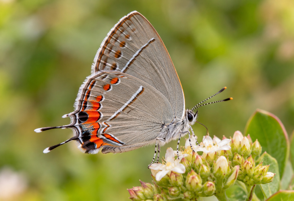 Xami Hairstreak Xami Hairstreak