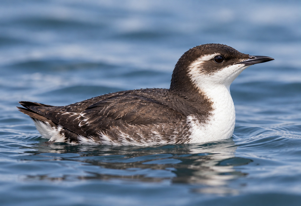Xantus’s Murrelet Xantus’s Murrelet