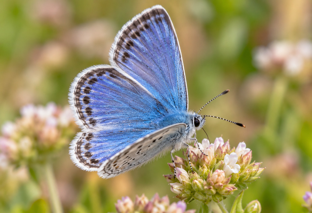 Xerces Blue Butterfly Xerces Blue Butterfly