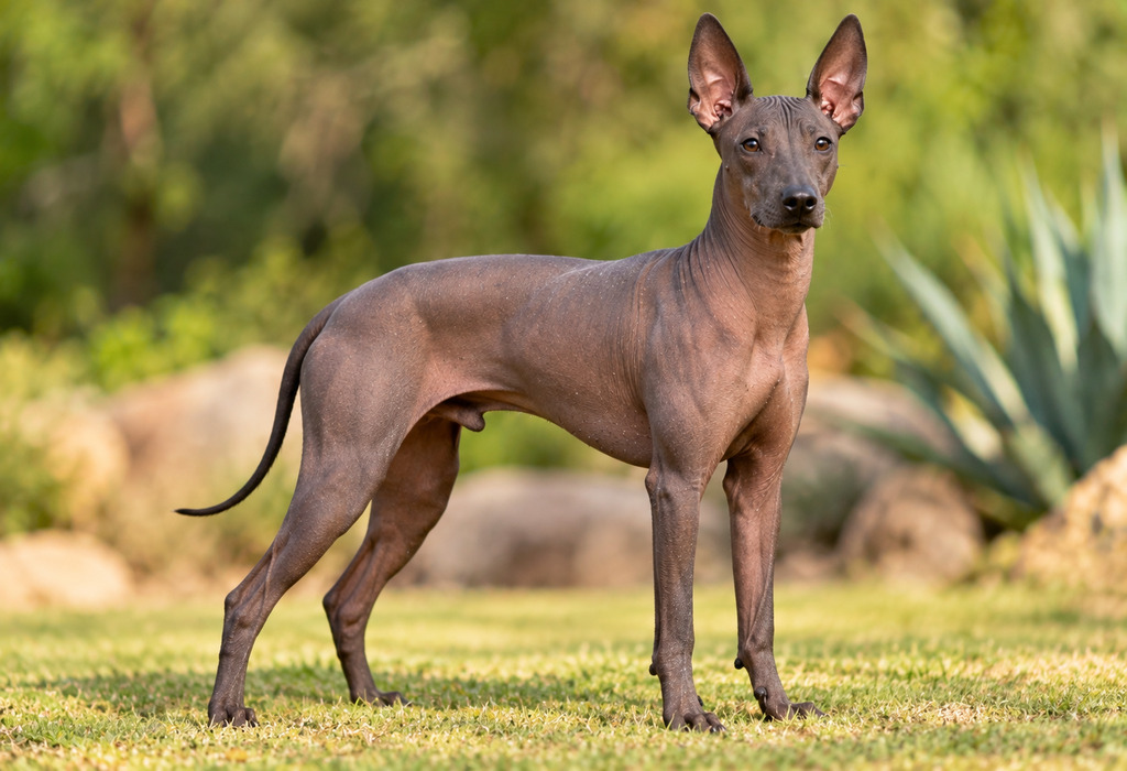 Xoloitzcuintli Xoloitzcuintli