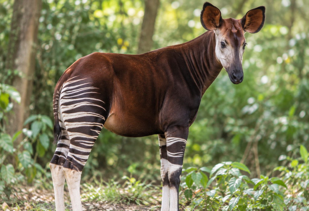 okapi