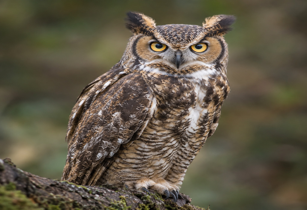 owl