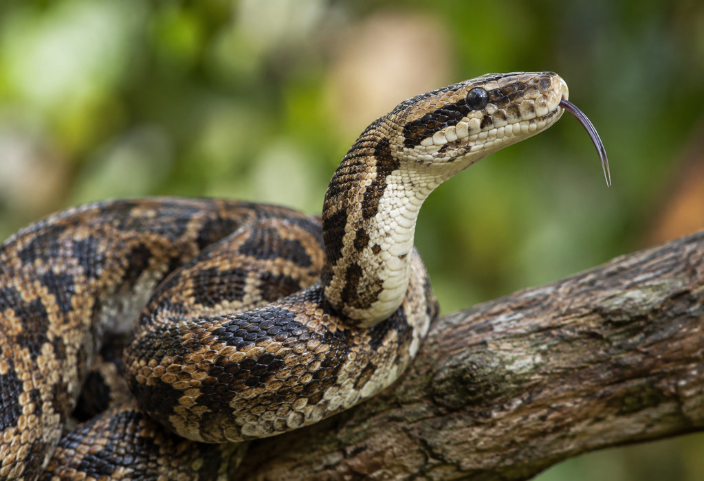 snake