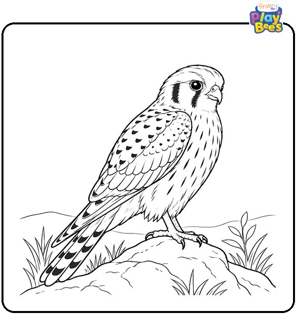 American-Kestrel-Coloring-Page American-Kestrel-Coloring-Page