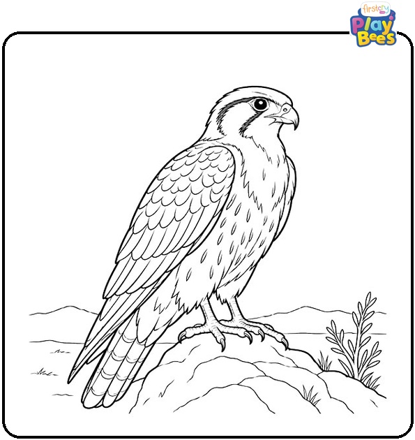 Aplomado-Falcon-Coloring-Page