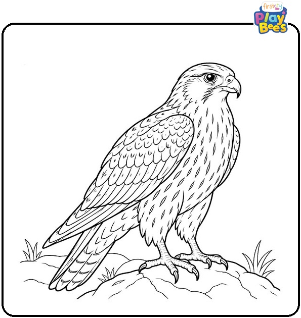 Brown-Falcon-Coloring-Page Brown-Falcon-Coloring-Page