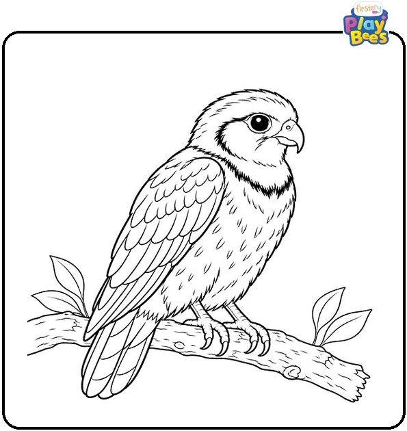Collared-Falconet-Coloring-Page Collared-Falconet-Coloring-Page